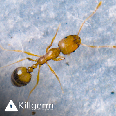Pharoes ant